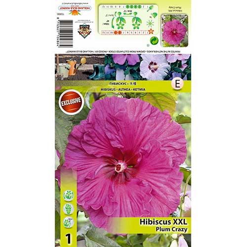 Hibiscus Plum Crazy imagine 1 articol 70417