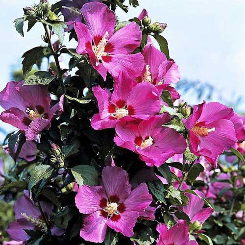 Hibiscus Roz Gigant imagine 1 articol 64072
