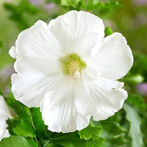 Hibiscus Totus Albus imagine 1 articol 4049