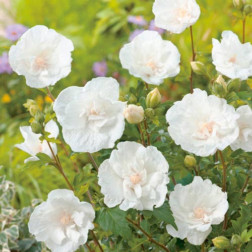 Hibiscus White Chiffon imagine 2 articol 9519