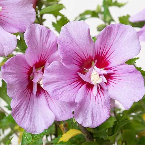 Hibiskus (Ketmia syryjska) Maike interface.image 1 interface.art 4722