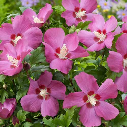 Hibiskus (Ketmia syryjska) Russian Violet interface.image 1 interface.art 4726