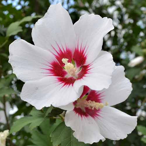 Hibiskus (Ketmia syryjska) Shintaeyang interface.image 1 interface.art 4048