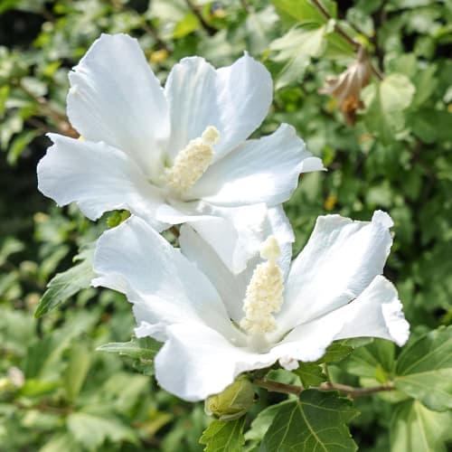 Hibiskus (Ketmia syryjska) William R. Smith interface.image 1 interface.art 5646