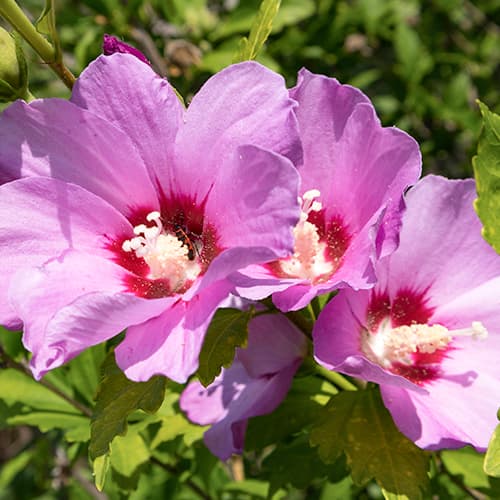 Hibiskus (Ketmia syryjska) Woodbridge interface.image 1 interface.art 4725