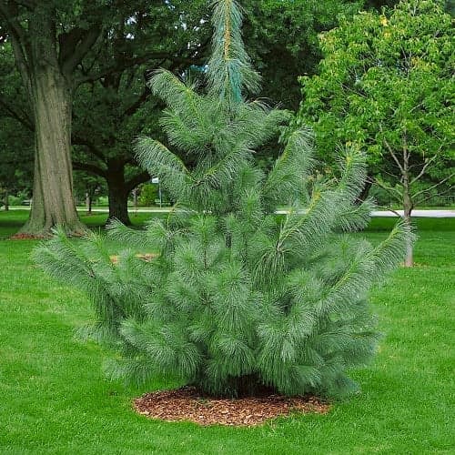 Бор хималайски, Р9 изображение 1 артикул 9409