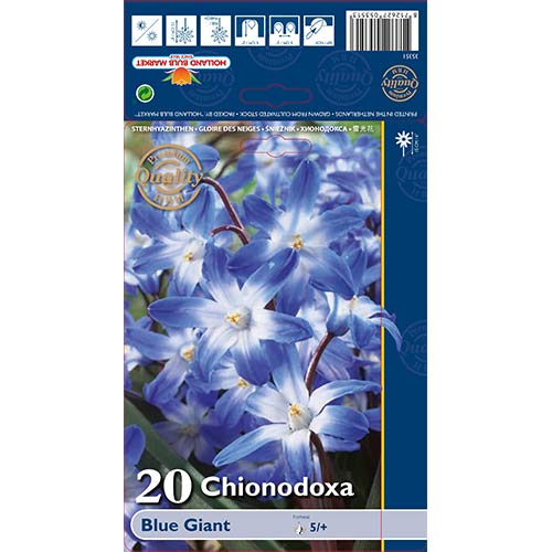 Хионодокса Forbesii Blue Giant изображение 1 артикул 67321