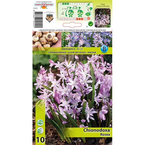 Хионодокса Rosea изображение 1 артикул 67323