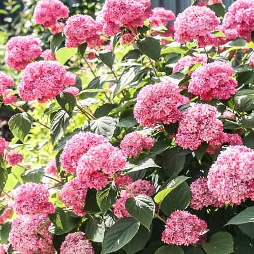 Hortensia arborescens Bella Anna imagine 1 articol 9565
