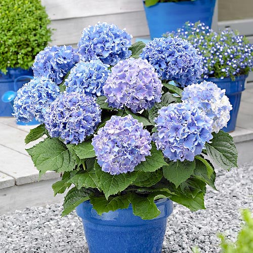 Hortensia macrophylla Blue imagine 1 articol 9175