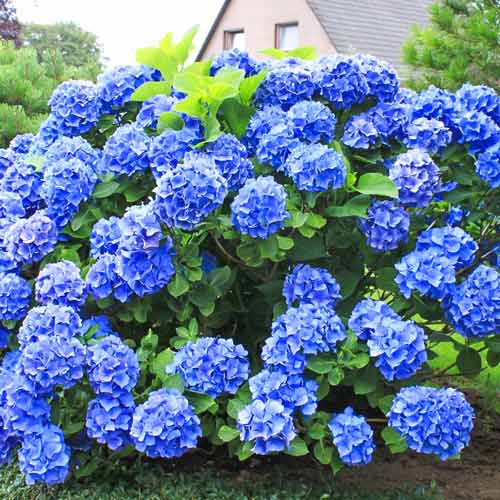 Hortensia macrophylla Blue Lagoon imagine 1 articol 9127