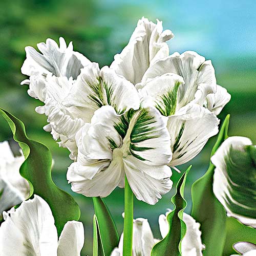 Lalele White Parrot imagine 1 articol 67849