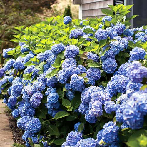 Hortensia macrophylla Endless Summer imagine 1 articol 9125