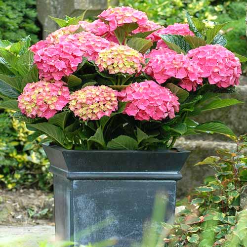 Hortensia macrophylla Hornli imagine 1 articol 4052