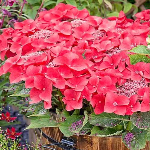 Hortensia macrophylla Kardinal imagine 1 articol 4447