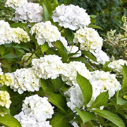 Hortensia macrophylla Lanarth White imagine 1 articol 4448
