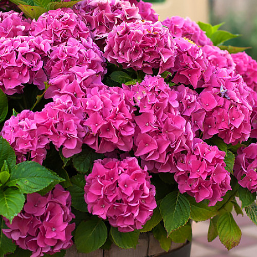 Hortensia macrophylla Pink wonder imagine 1 articol 9128
