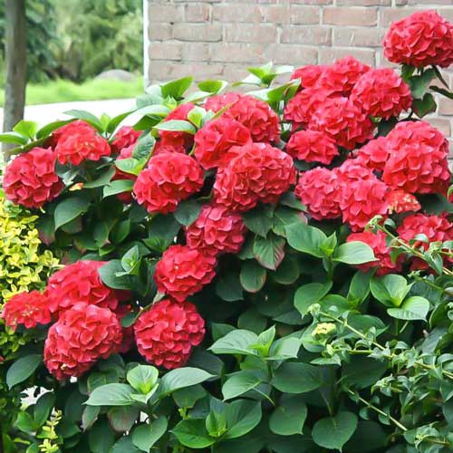 Hortensia macrophylla Red Miss Hepburn, P9 imagine 1 articol 9032