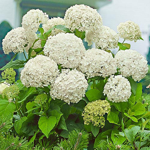 Hortensia macrophylla White imagine 1 articol 9173