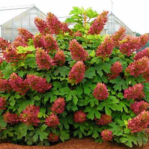 Hortensia quercifolia Amethyst imagine 1 articol 9026