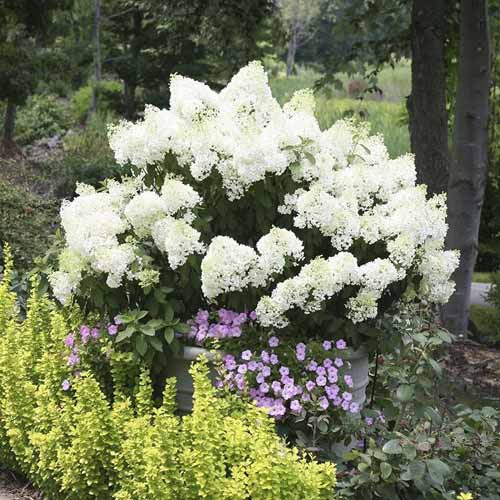 Hortensia paniculată Bobo PBR, C3 imagine 1 articol 8541