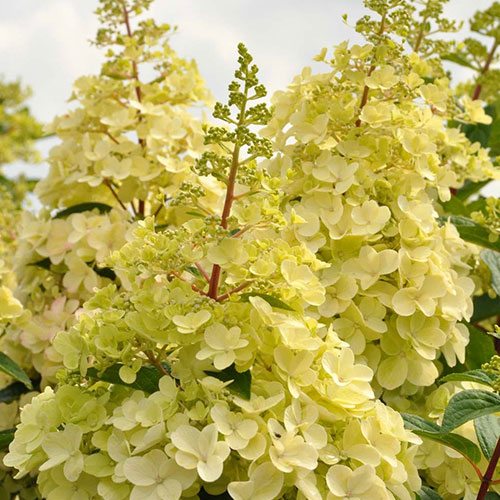 Hortensia paniculată Candlelight imagine 1 articol 9037