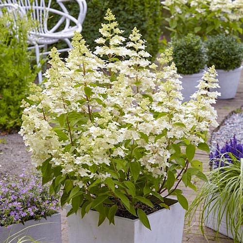 Hortensia paniculată Confetti imagine 1 articol 4054