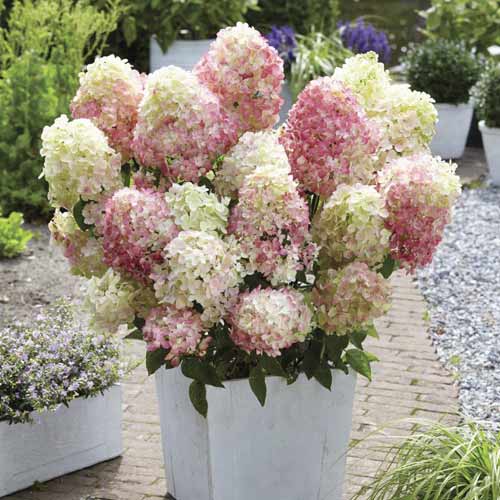 Hortensia paniculată Diamant rouge ®, C7,5 imagine 1 articol 7718