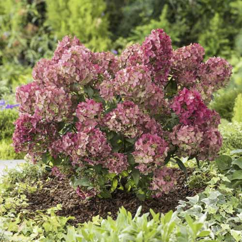 Hortensia paniculată Great star ®, C7,5 imagine 1 articol 7720