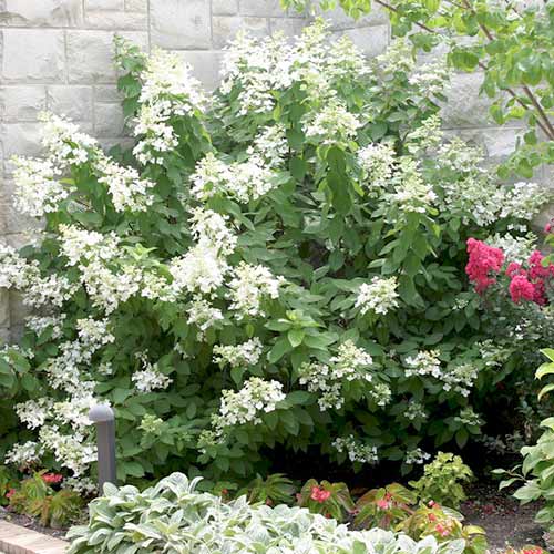 Hortensia paniculată Levona imagine 1 articol 3915