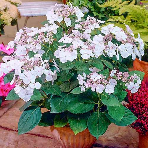 Hortensia paniculată Libelle imagine 1 articol 4019
