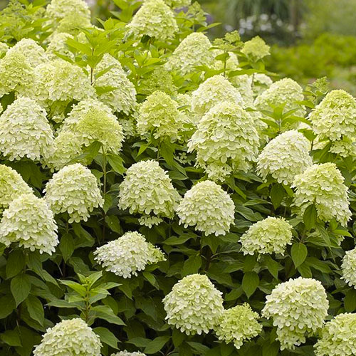 Hortensia paniculata Limelight imagine 1 articol 9129