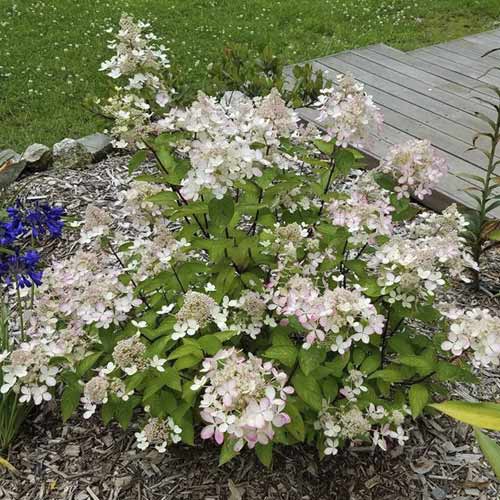 Hortensia paniculată Pastelgreen ®, C7,5 imagine 1 articol 7721