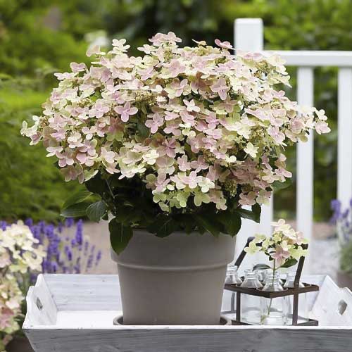 Hydrangea panic. Polestar, С2 imagine 1 articol 8226