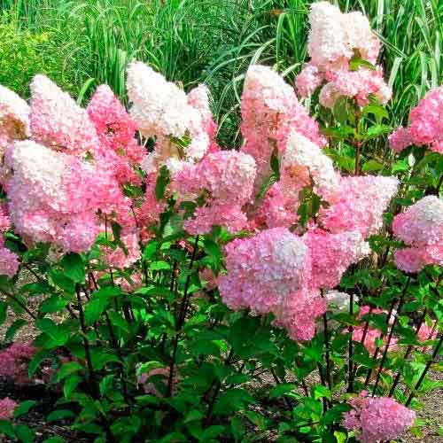 Hortensia paniculată Vanilla Fraise imagine 3 articol 9038