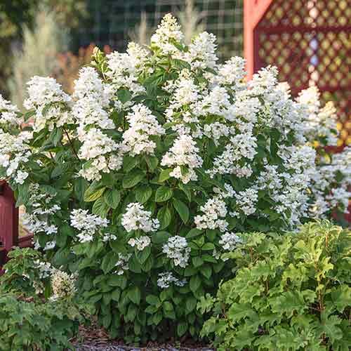 Hortensia paniculată White imagine 1 articol 4739