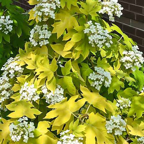 Hortensia quercifolia Little Honey imagine 1 articol 9123