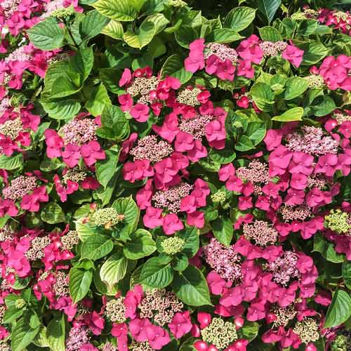 Hortensia macrophylla Rotkehlchen imagine 1 articol 9035