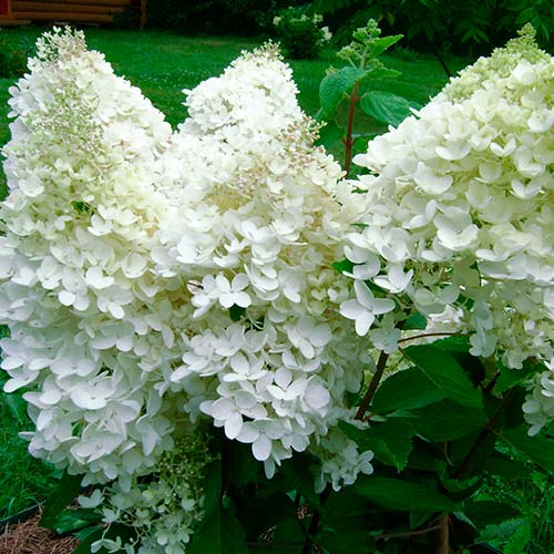 Hortensia paniculată Grandiflora imagine 3 articol 2520