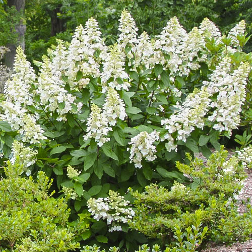 Hortensja bukietowa Grandiflora interface.image 1 interface.art 9036