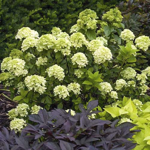 Hydrangea panic. Mojito, С2 interface.image 1 interface.art 8224