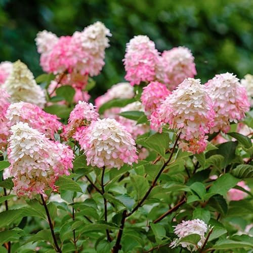 Hortensja bukietowa Pink Lady, P9 interface.image 1 interface.art 9040