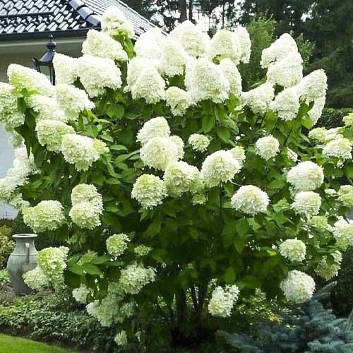 Hydrangea panic. Polar Bear, С2 interface.image 1 interface.art 8225
