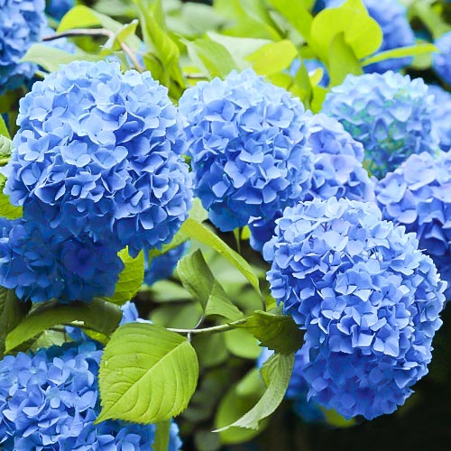 Hortensja ogrodowa Nikko Blue, P9 interface.image 1 interface.art 9031