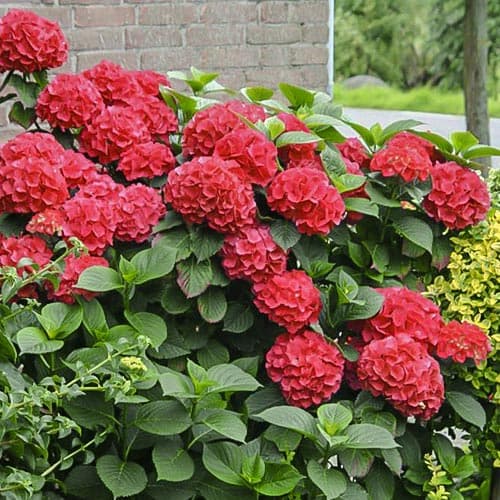 Hortensja ogrodowa Red Miss Hepburn, P9 interface.image 1 interface.art 9032