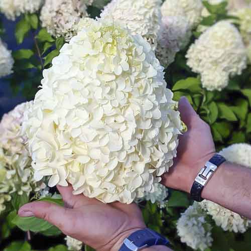 Hydrangea panic. Hercules, С2 изображение 1 артикул 8221