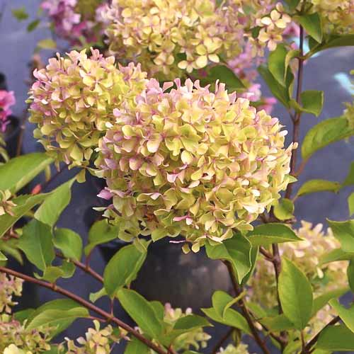 Хортензия метличеста Romantic ace ®, С4.5 изображение 1 артикул 7723