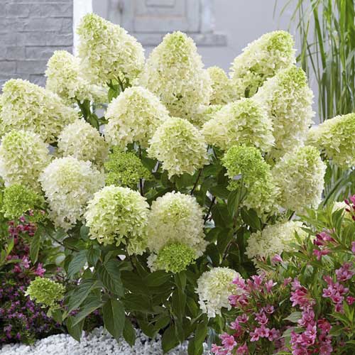 Hydrangea panic. Skyfall Frenne, С2 изображение 1 артикул 8227