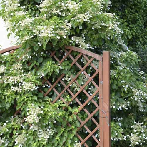 Хортензия Mirranda, С2 изображение 1 артикул 8219