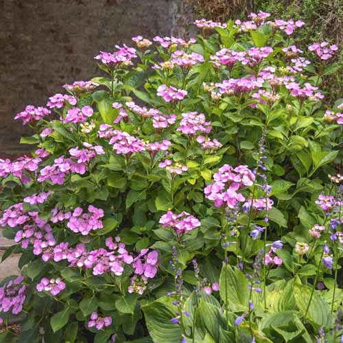 Хортензия Santiago PBR, С3 изображение 1 артикул 8550